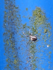 Zygiella x-notata