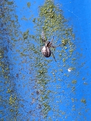 Zygiella x-notata