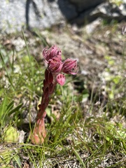 Sempervivum