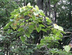 Tilia mandshurica