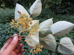 Tilia mandshurica