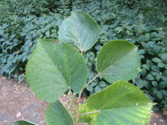 Tilia mandshurica