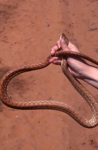 Reticulated Hognose Snake