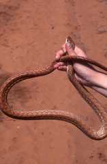 Leioheterodon geayi