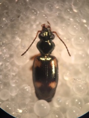 Bembidion quadrimaculatum