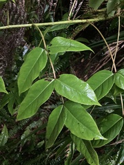 Aralia castanopsiscola