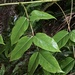 Aralia castanopsiscola - Photo (c) jsulan, algunos derechos reservados (CC BY-NC)