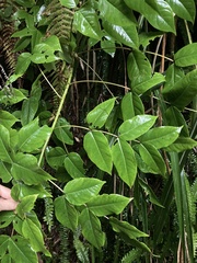 Aralia castanopsiscola