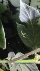 Tetragnatha squamata