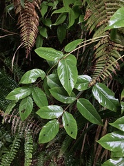 Aralia castanopsiscola