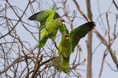 Amazona finschi × viridigenalis
