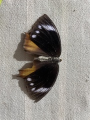 Elymnias caudata