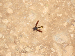 Phimenes flavopictus blanchardi