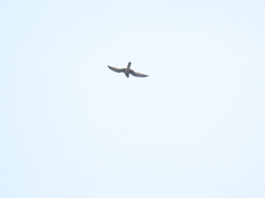 Falco moluccensis
