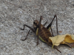 Paratlanticus ussuriensis