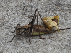 Paratlanticus ussuriensis