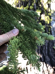 Abies magnifica shastensis