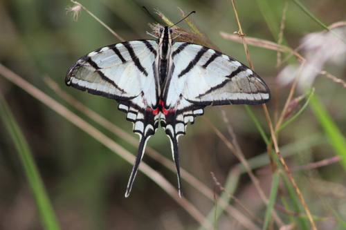 Mexican Kite Swallowtail