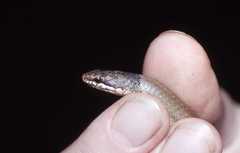 Liophidium torquatum