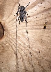 Acanthocinus nodosus