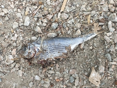 Cymatogaster aggregata