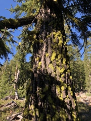 Abies magnifica shastensis