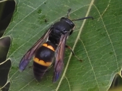 Orancistrocerus drewseni