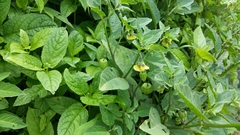 Physalis longifolia subglabrata