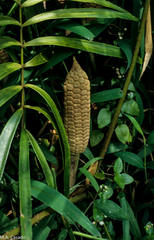 Zamia loddigesii