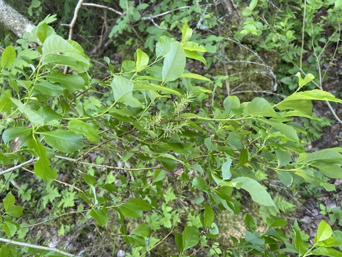 Image of Salix starkeana by (c) Анна Рыбакова, some rights reserved (CC BY)