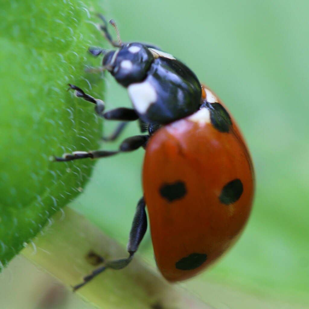 Seven-spotted Lady Beetle in July 2022 by Renaud Jégat · iNaturalist