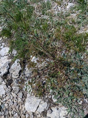Trinia glauca