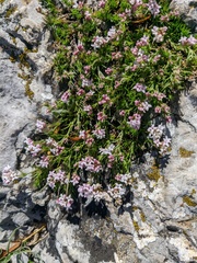 Asperula supina caespitans