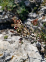 Anthyllis vulneraria pulchella