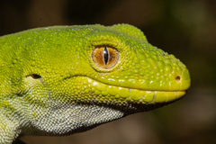 Naultinus manukanus