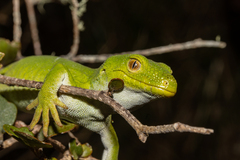 Naultinus manukanus