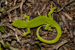 Naultinus manukanus