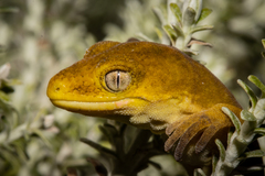 Naultinus manukanus