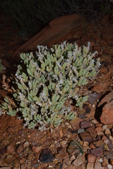 Mesembryanthemum tomentosum