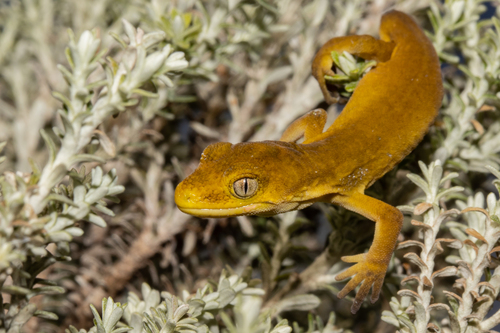 Marlborough Green Gecko, Naultinus manukanus