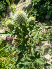 Cirsium laniflorum