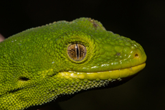 Naultinus manukanus
