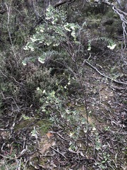 Pimelea stricta