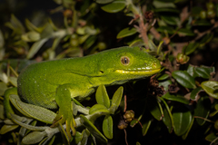 Naultinus manukanus
