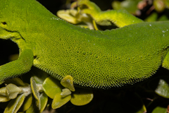 Naultinus manukanus