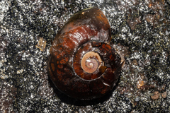 Powelliphanta