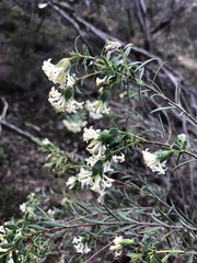 Pimelea stricta