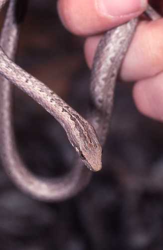 Mimophis mahfalensis