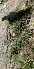 Jacobaea insubrica