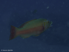 Bodianus scrofa